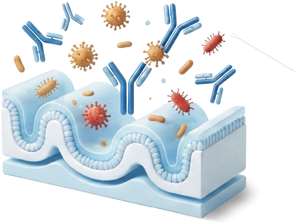 Imunoglobulinas neutralizando patógenos sobre a mucosa intestinal